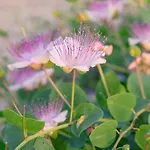 Alojamento de Turismo Selvagem Virginia Ragusa
